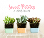 Sweet Petites: Succulent Favors & Gifts
